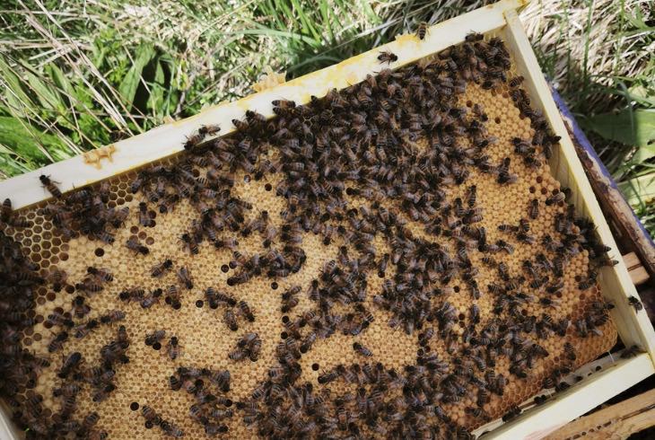 Atelier Apiculture